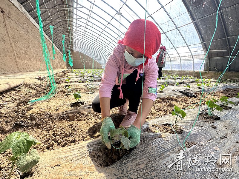 （乡村振兴在青海）黄河“臂弯”里的“好苗(11014928)-20230426084128.JPG